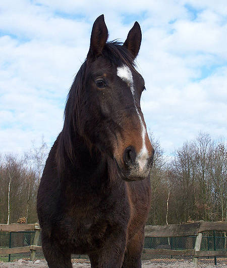Groningen Horse