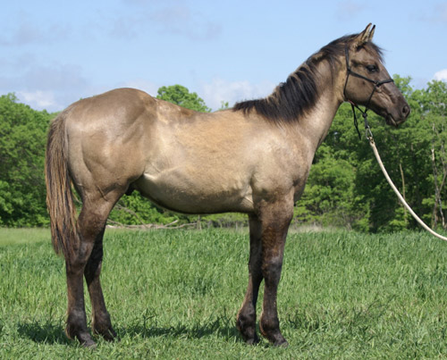 Grulla Horse Grulla Horse