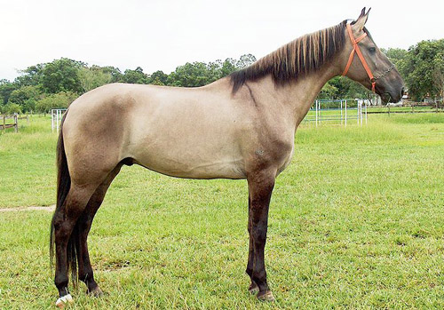 Grulla Horse