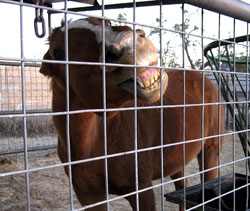 Grumpy Horse