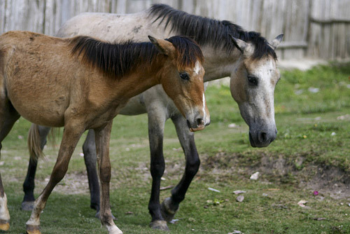 Horses in Guatemala Horses in Guatemala