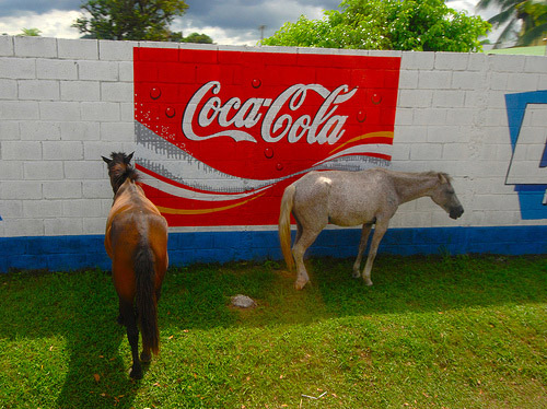 Horses in Guatemala Horses in Guatemala