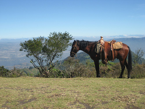 Horse in Guatemala Horse in Guatemala