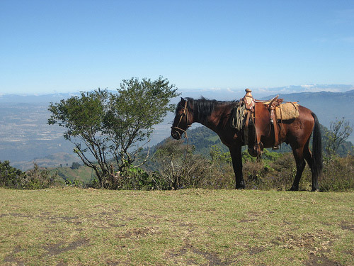 Horse in Guatemala