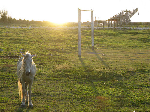 Horse in Guatemala Horse in Guatemala