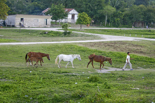 Horses in Guatemala Horses in Guatemala