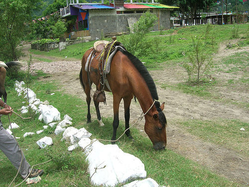 Horse grazing in Guatemala Horse grazing in Guatemala