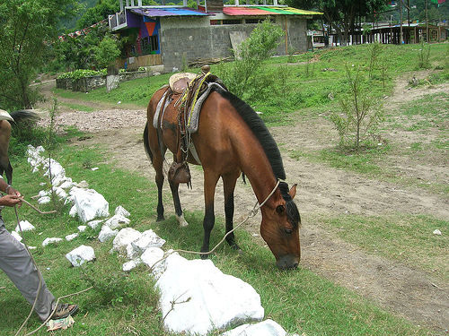 Horse grazing in Guatemala