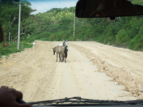 Horses in Guatemala Horses in Guatemala