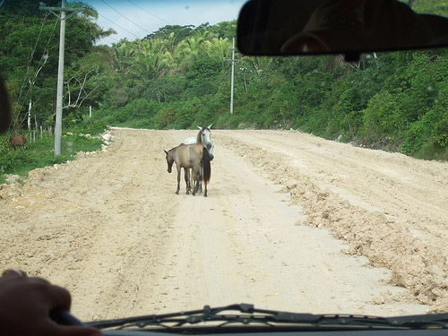 Horses in Guatemala