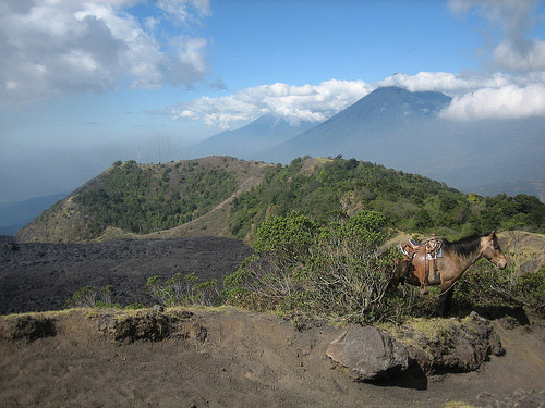 Horse in Guatemala