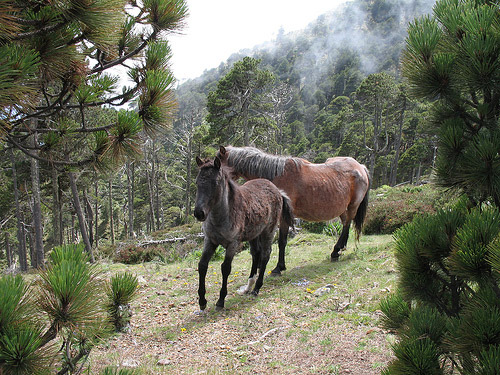 Horses in Guatemala Horses in Guatemala