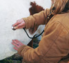 Checking gut sounds