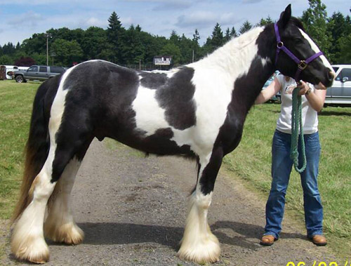 Gypsy Vanner Horse Gypsy Vanner Horse
