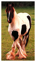 Gypsy Vanner Horse