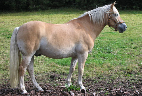 Haflinger Horse