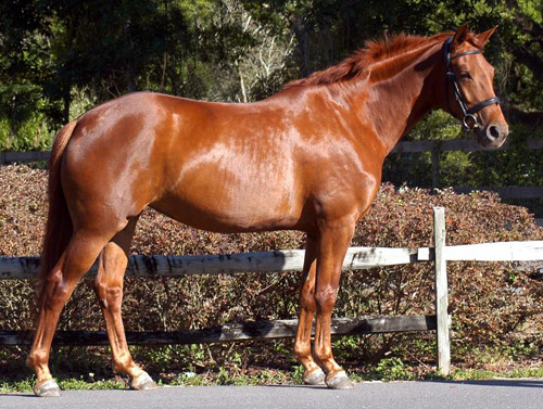 Hanoverian Horse Hanoverian Horse