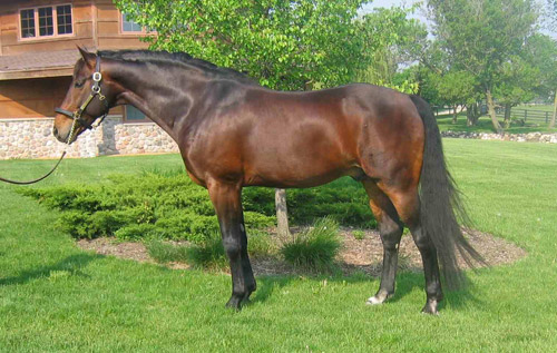 Hanoverian Horse