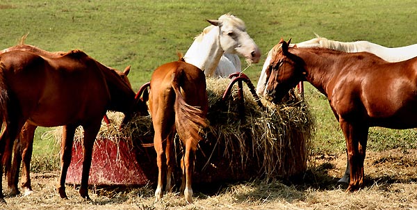 Horses eating hay Horses eating hay