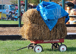 I'll get it there one way or another Hay in a radio flyer kids wagon