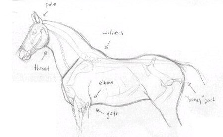 Horse Drawing Tutorial