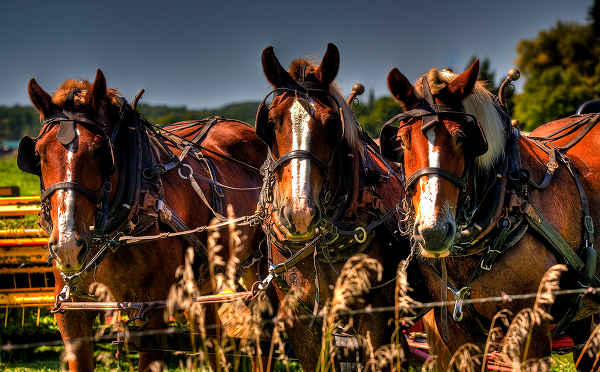 HDR Horse
