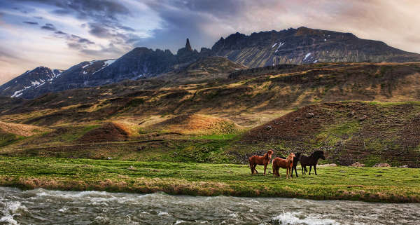Horses in HDR