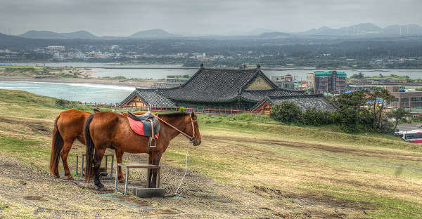 Horses in HDR