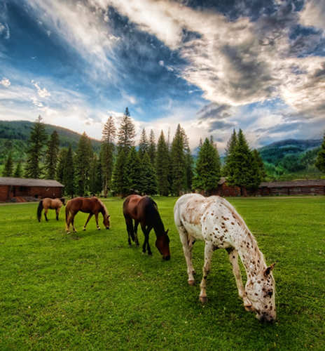 HDR Horse