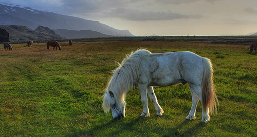 Horses in HDR
