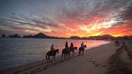 Horses in HDR