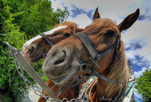 Horses in HDR