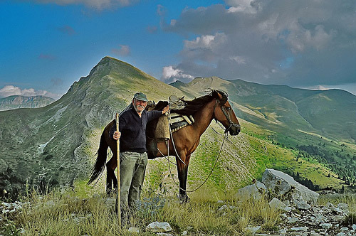 Horses in HDR