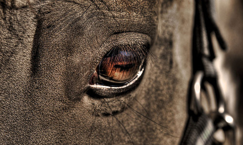 Horses in HDR
