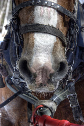 Horses in HDR