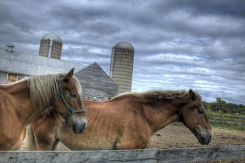 Horses in HDR