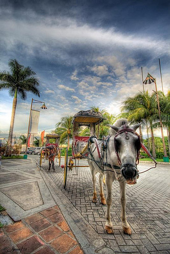 Horses in HDR Horses in HDR