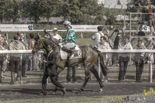 Horses in HDR