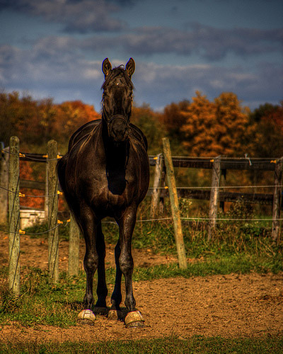 Horses in HDR Horses in HDR