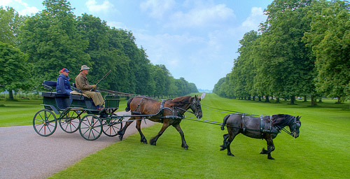 Horses in HDR