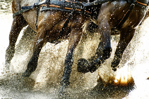 Horses in HDR Horses in HDR