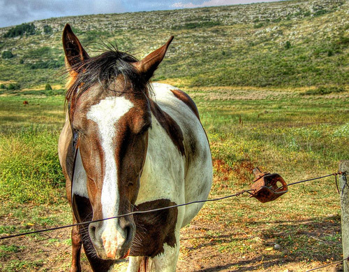 Horses in HDR Horses in HDR