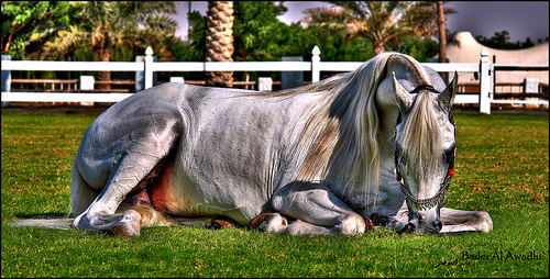 Horses in HDR Horses in HDR