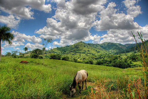 Horses in HDR Horses in HDR