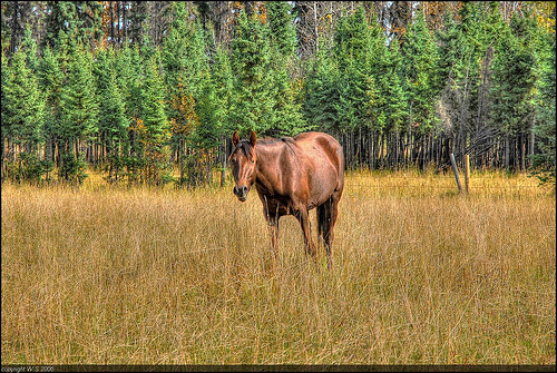 Horses in HDR Horses in HDR