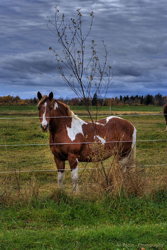 Horses in HDR
