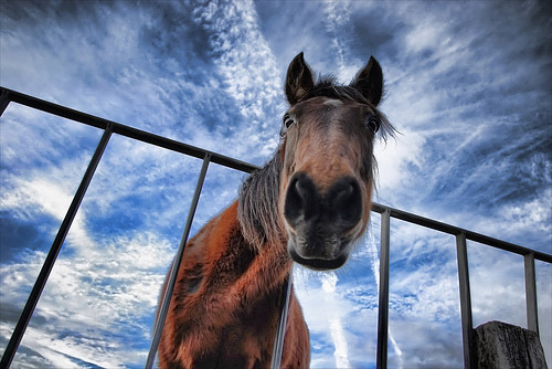 Horses in HDR