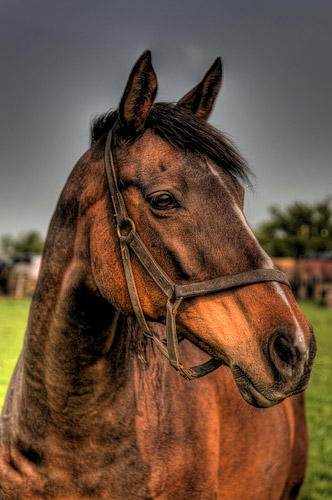 Horses in HDR