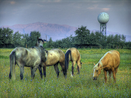 Horses in HDR