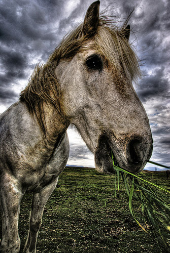Horses in HDR